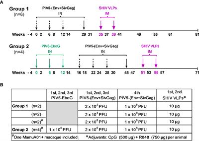Parainfluenza Virus 5 Priming Followed by SIV/HIV Virus-Like-Particle Boosting Induces Potent and Durable Immune Responses in Nonhuman Primates